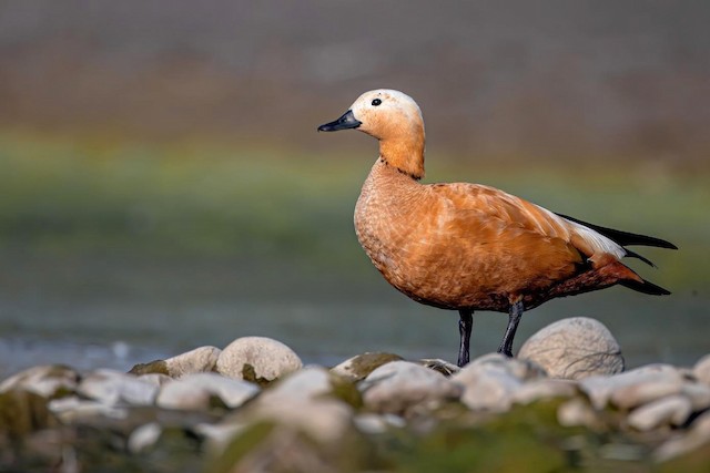 ruddy shelduck facts