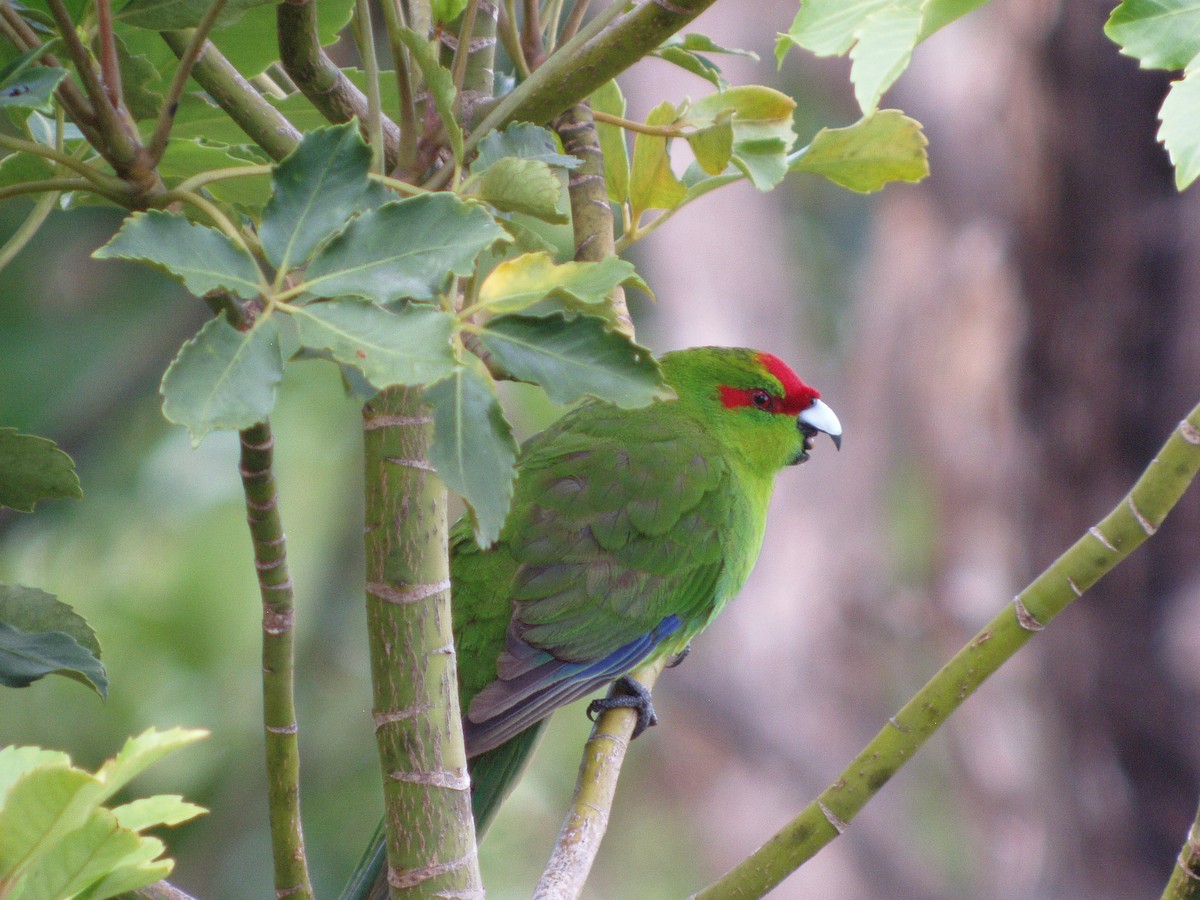 Red-crowned Parakeet - Mark Smiles