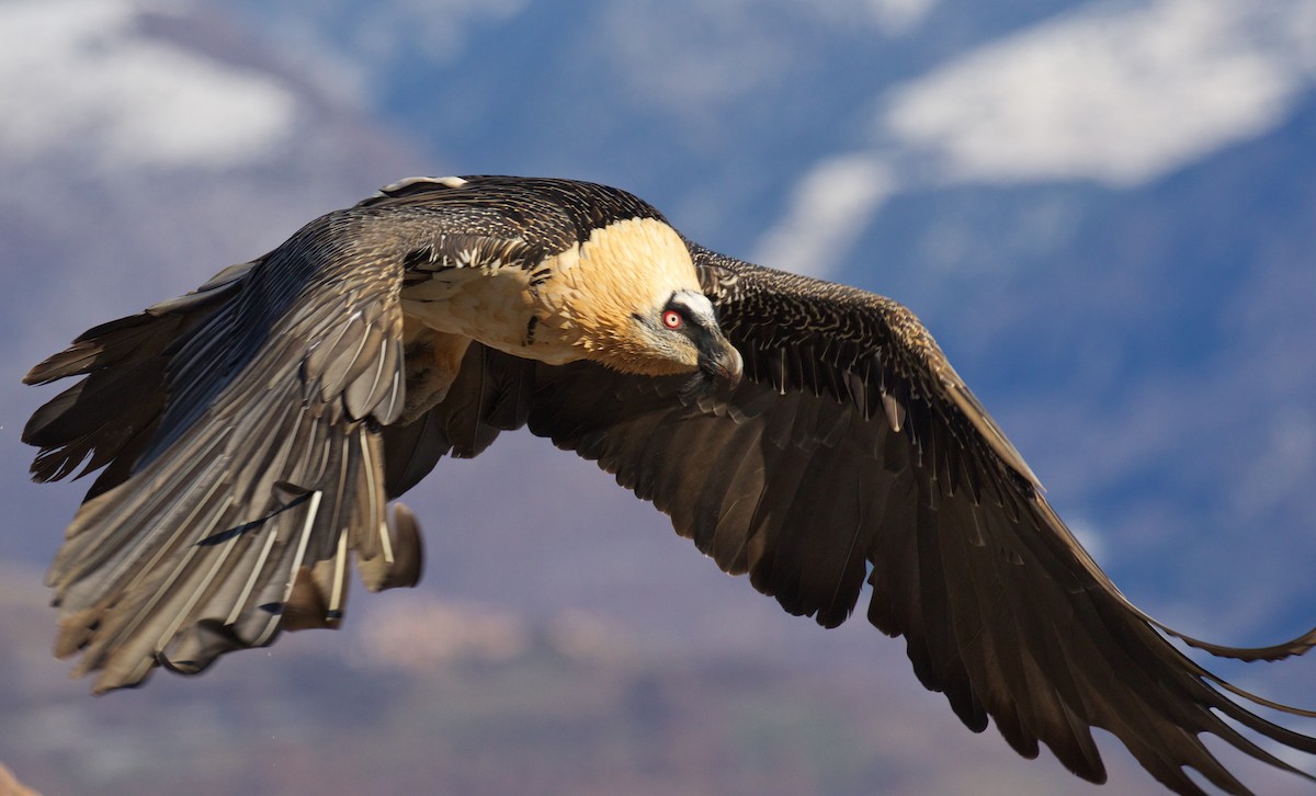 Bearded Vulture - ML286518981