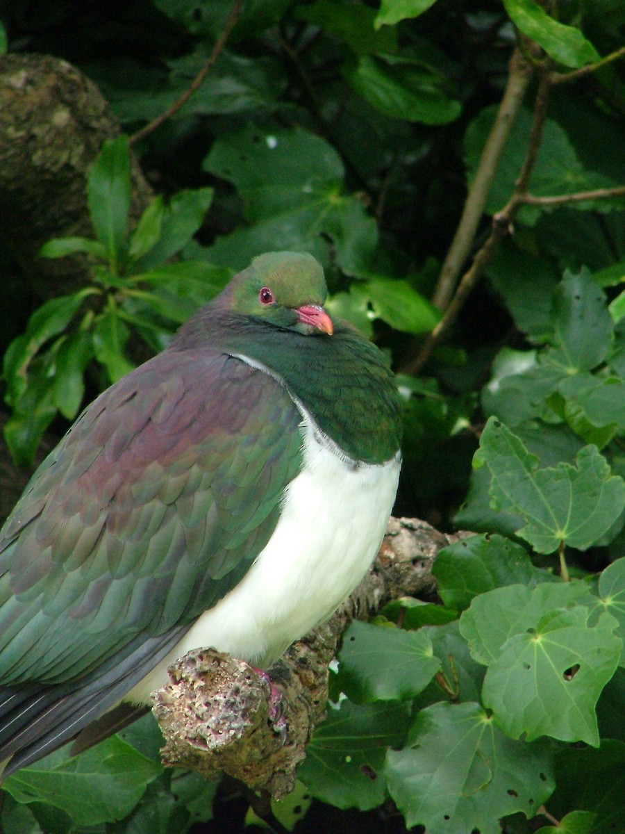 New Zealand Pigeon - ML286519371