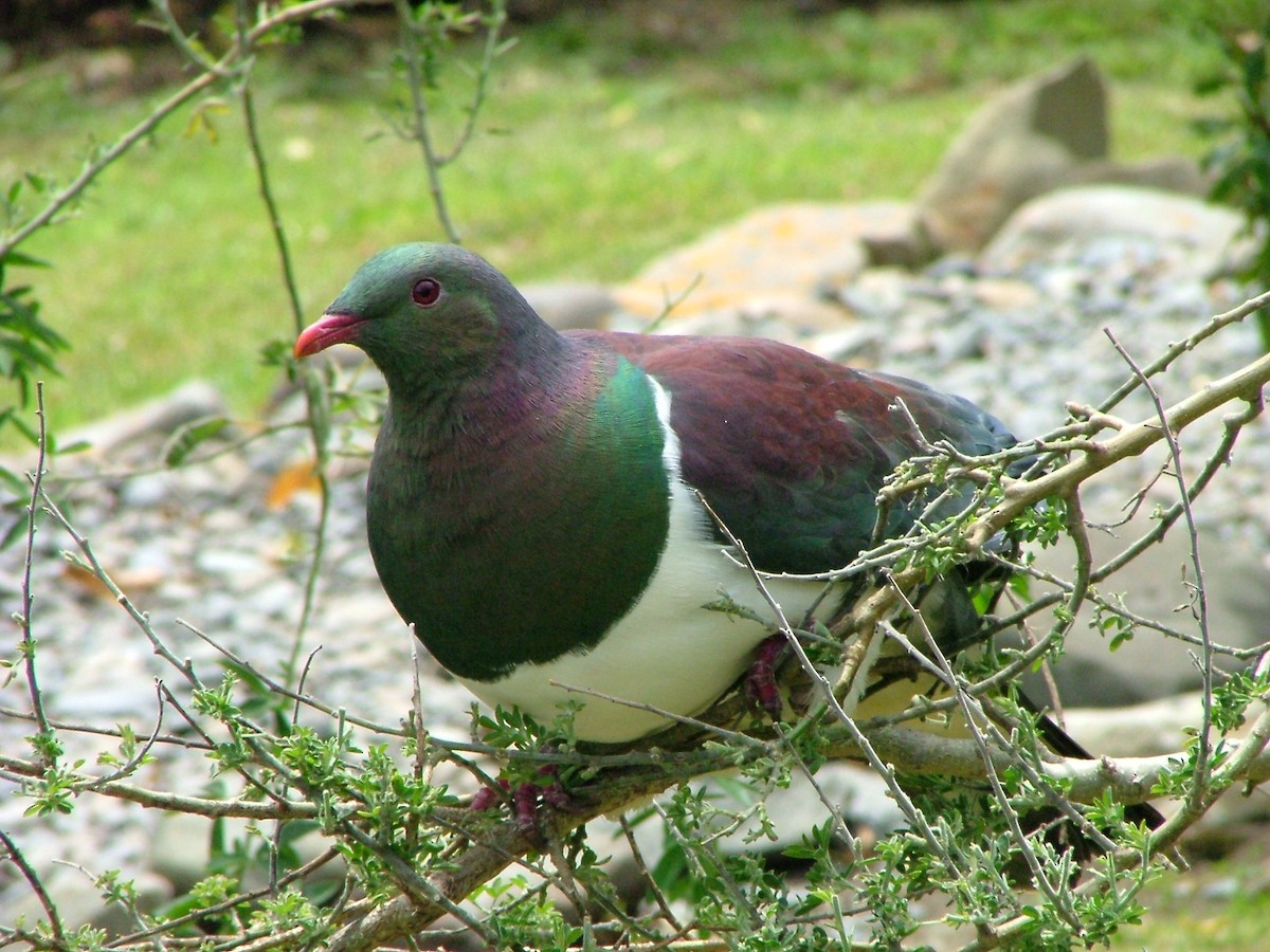 New Zealand Pigeon - ML286519381