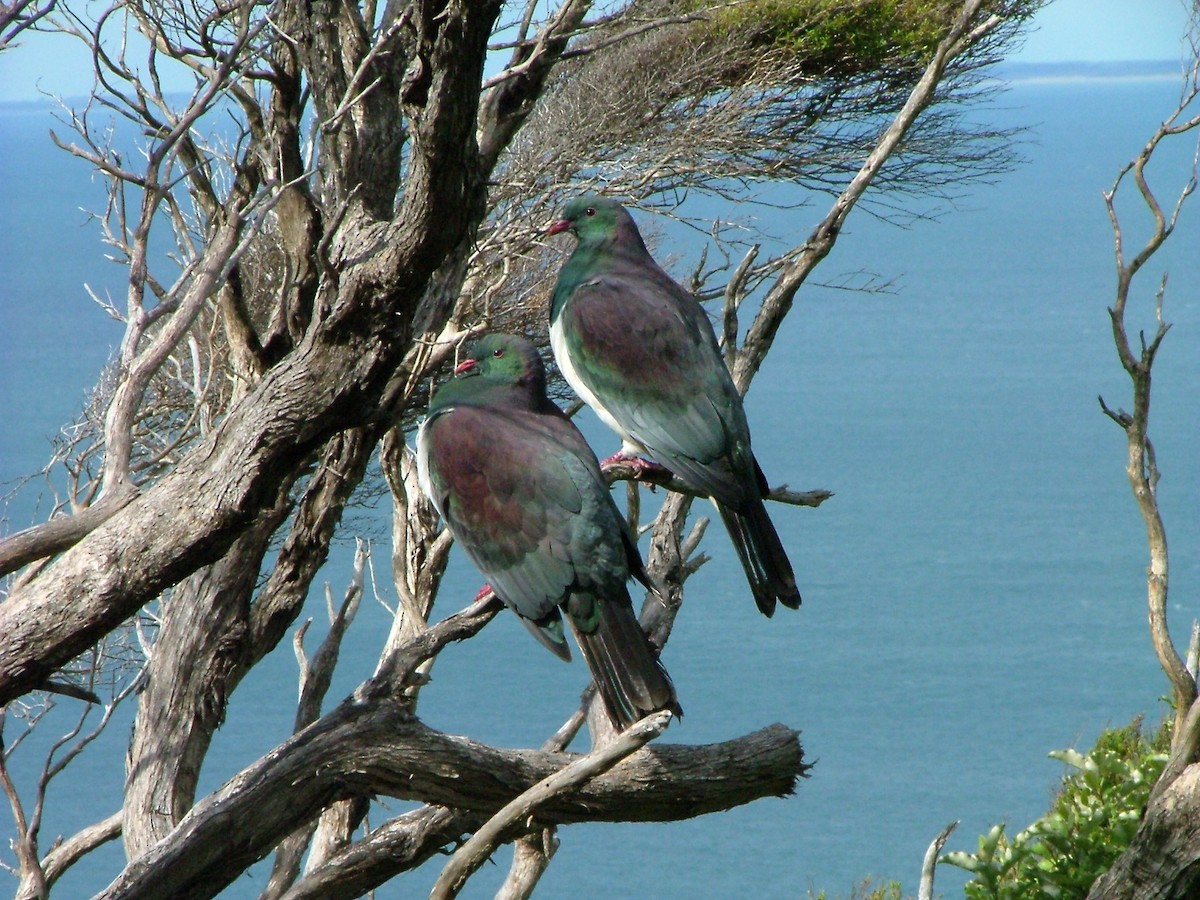 New Zealand Pigeon - ML286519451