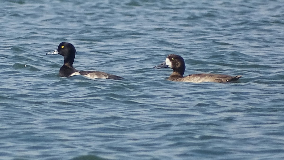 Greater Scaup - ML286519811