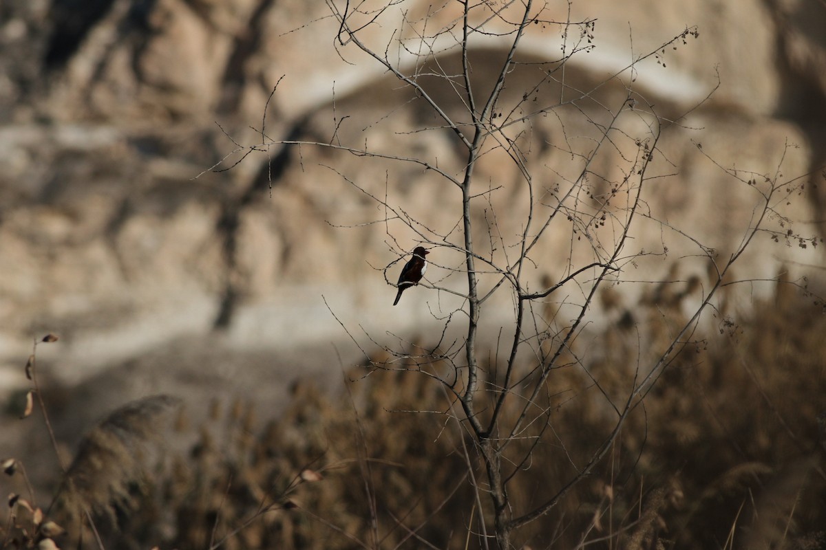 White-throated Kingfisher - Mehmet Mahmutoğlu