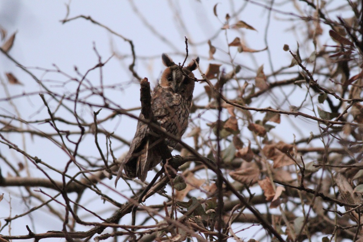 Long-eared Owl - ML28652091