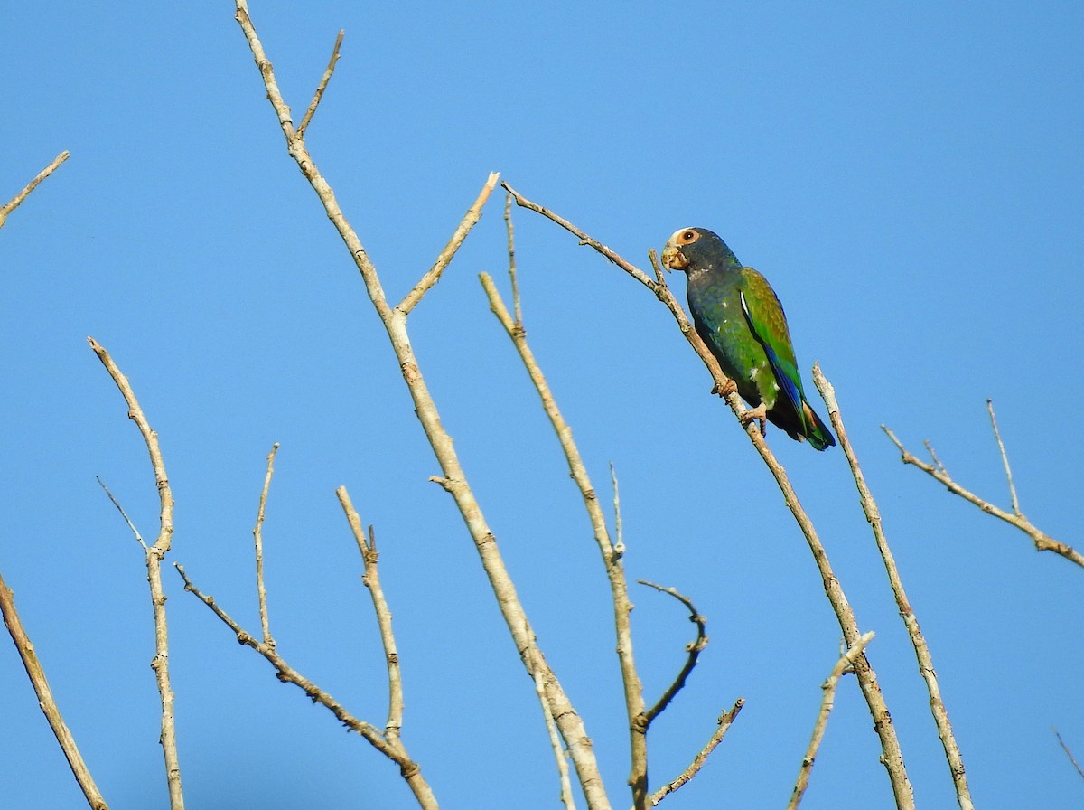 White-crowned Parrot - ML286521671