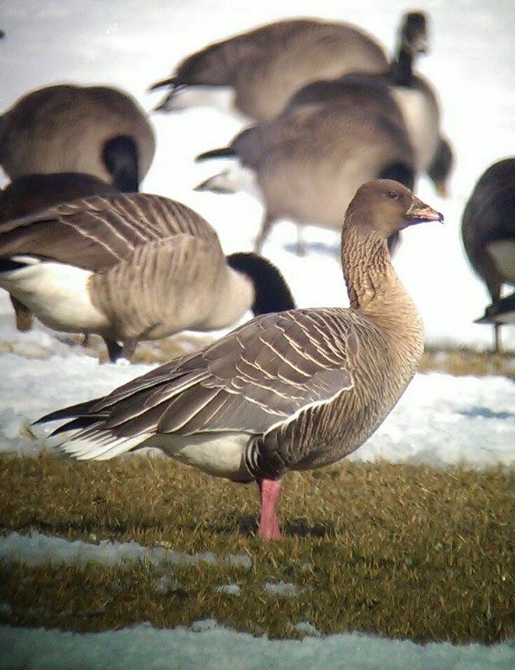 Pink-footed Goose - Gabriel Willow
