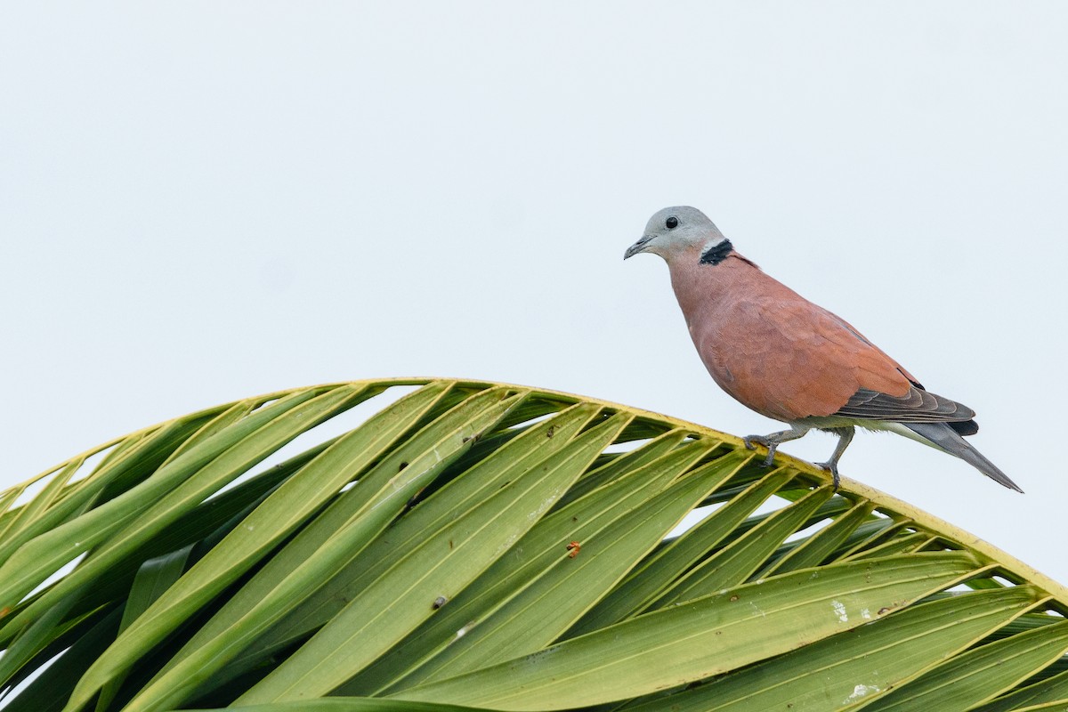 Red Collared-Dove - ML286529521