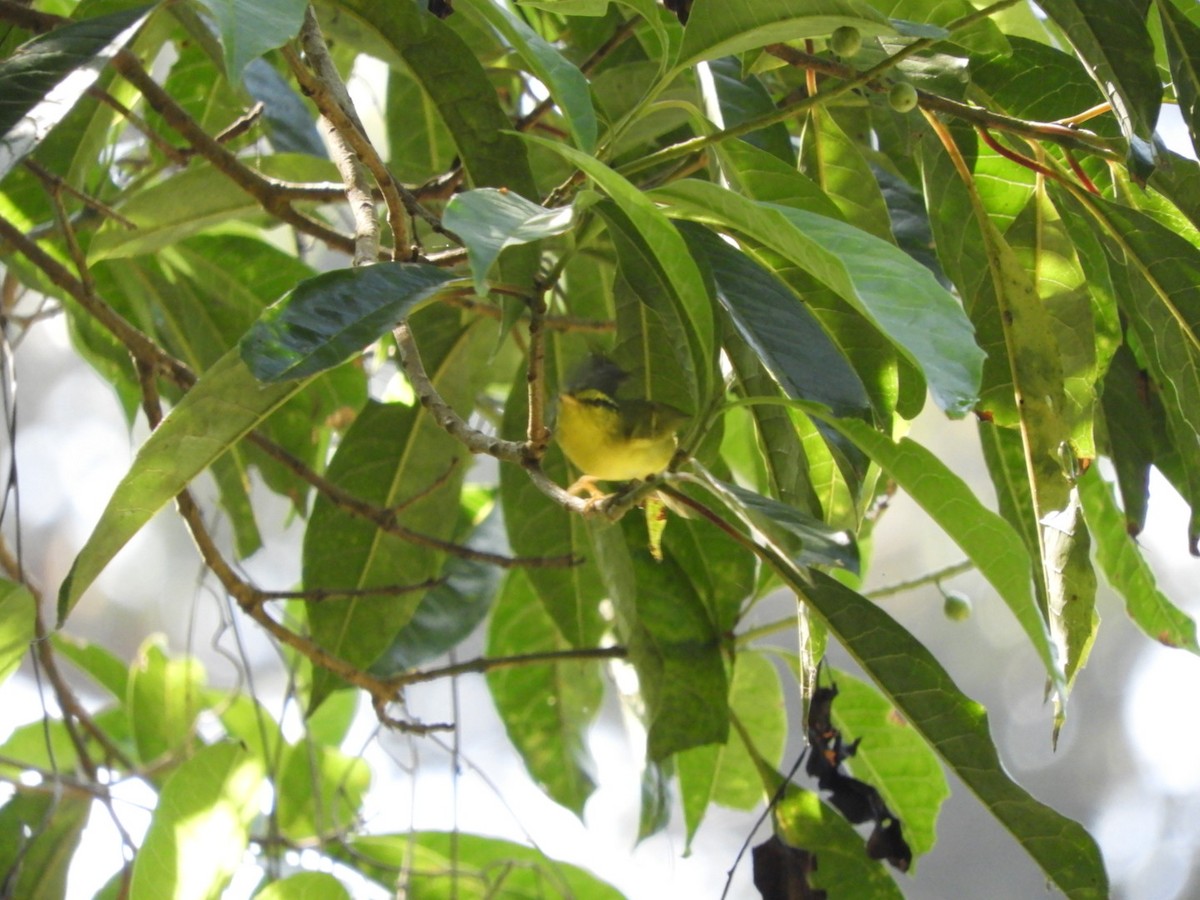 Sulphur-breasted Warbler - Phanakorn Kraomklang