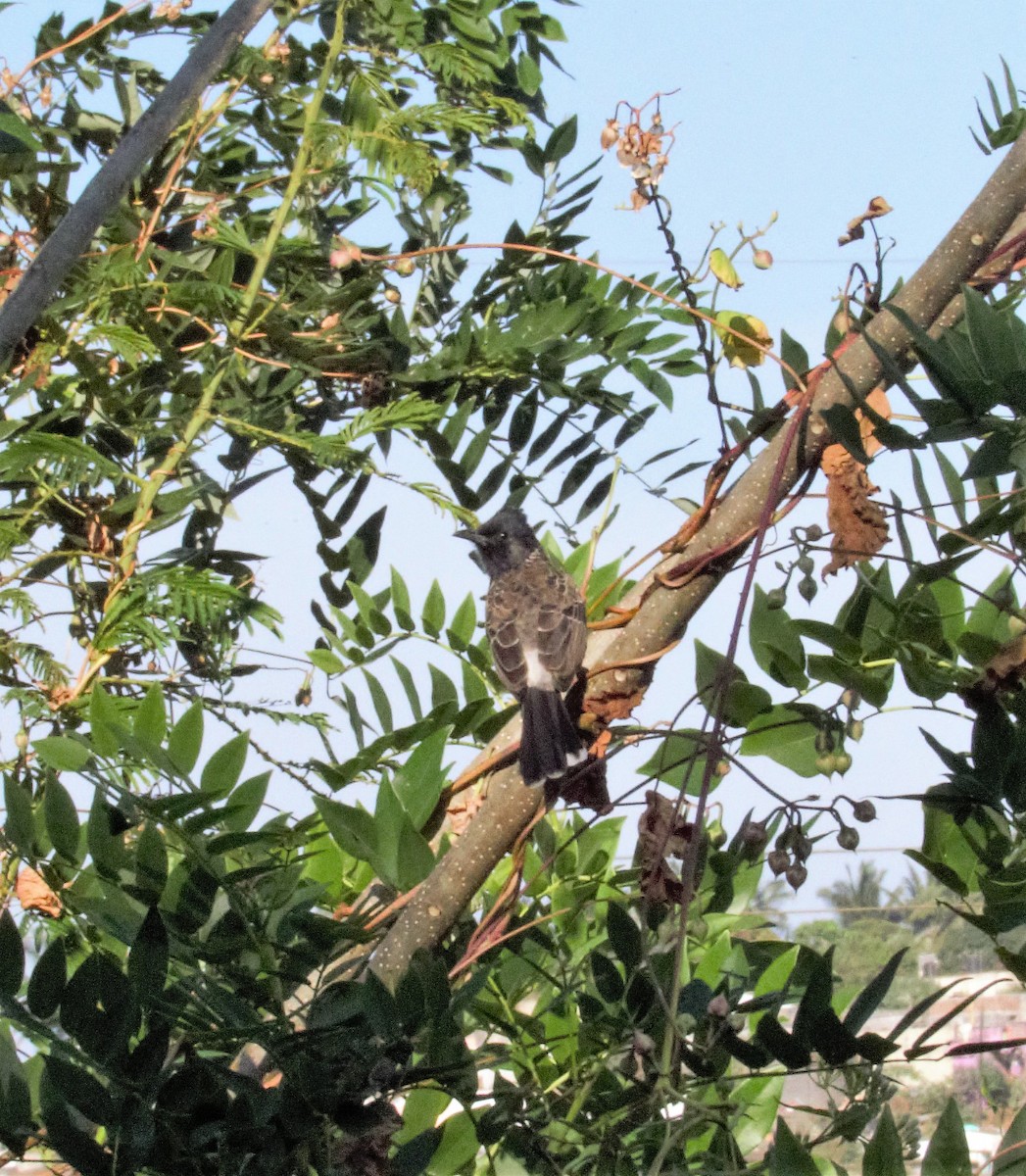 Red-vented Bulbul - ML286530751