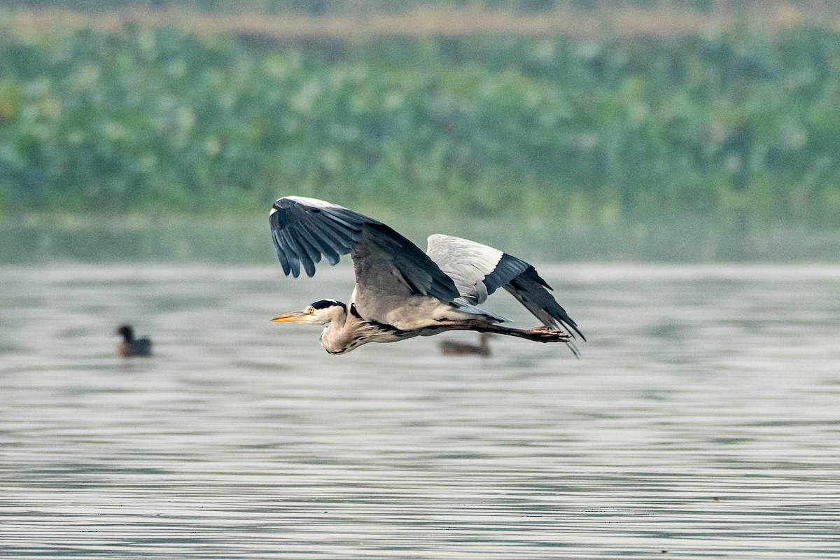 Gray Heron - Vivek Saggar