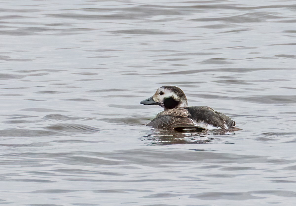 Long-tailed Duck - Michel Laquerre