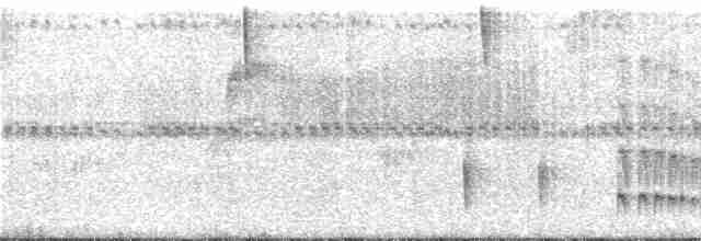 Todirostre roussâtre - ML286534