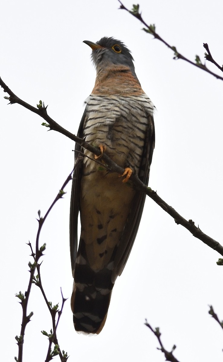 Red-chested Cuckoo - ML286534871