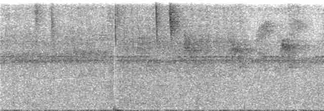 Todirostre roussâtre - ML286535