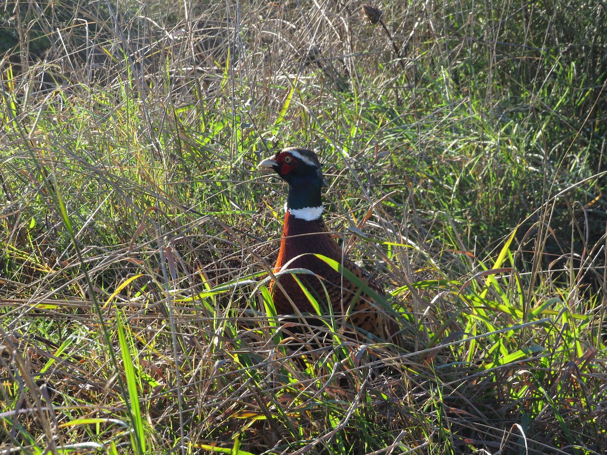 Ring-necked Pheasant - Sergio Mayordomo
