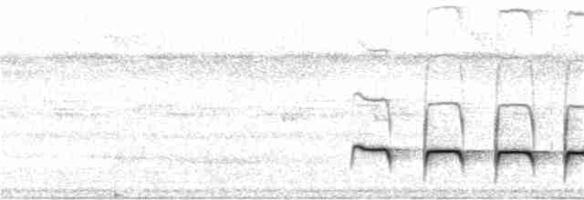 Weißrücken-Ameisenvogel - ML286540301