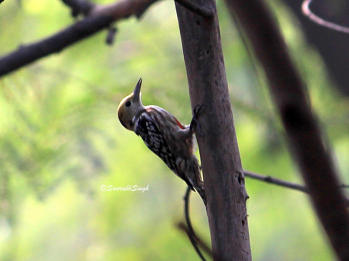 Yellow-crowned Woodpecker - ML286543321