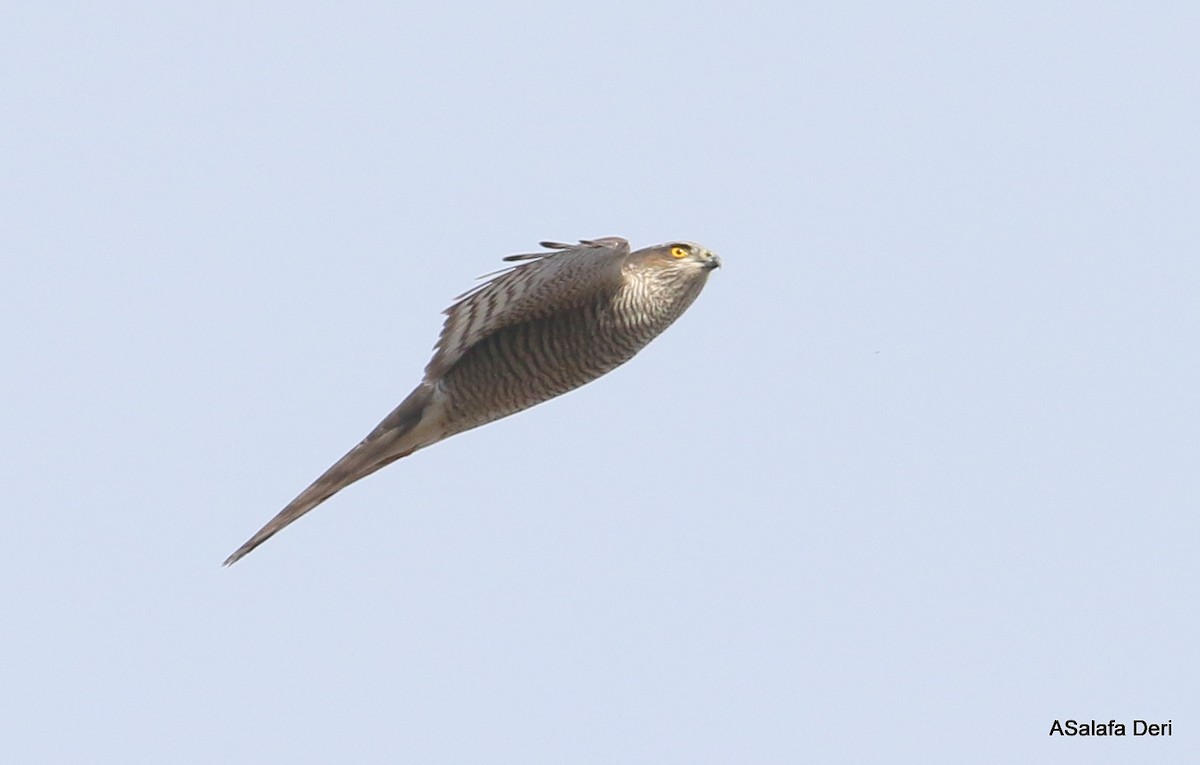 Eurasian Sparrowhawk - ML286544531