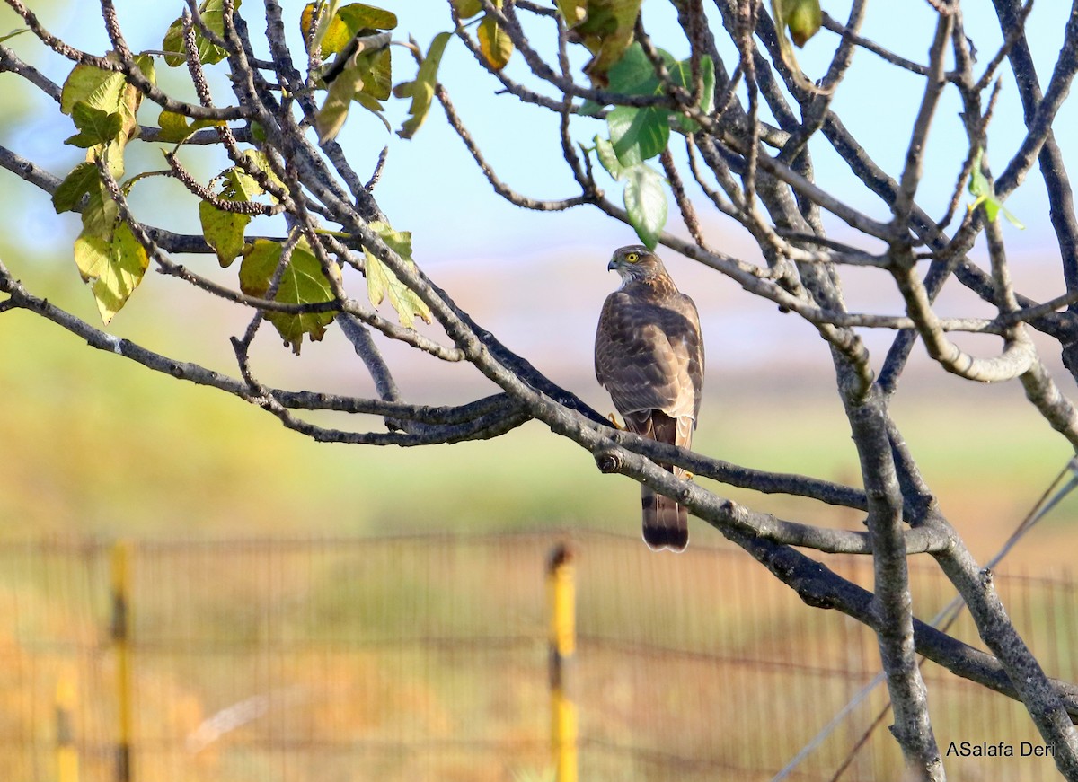 Eurasian Sparrowhawk - Fanis Theofanopoulos (ASalafa Deri)