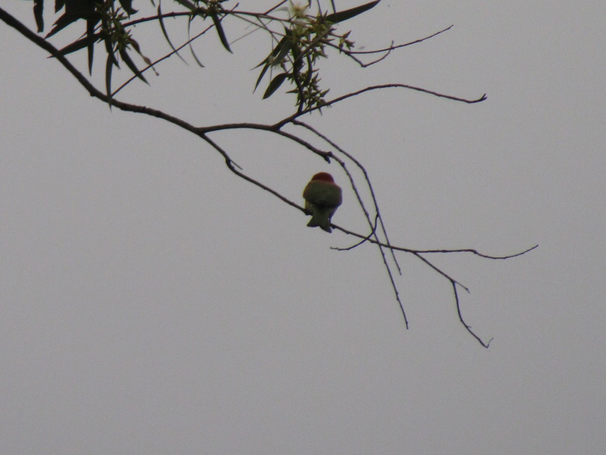 Chestnut-headed Bee-eater - ML286544971