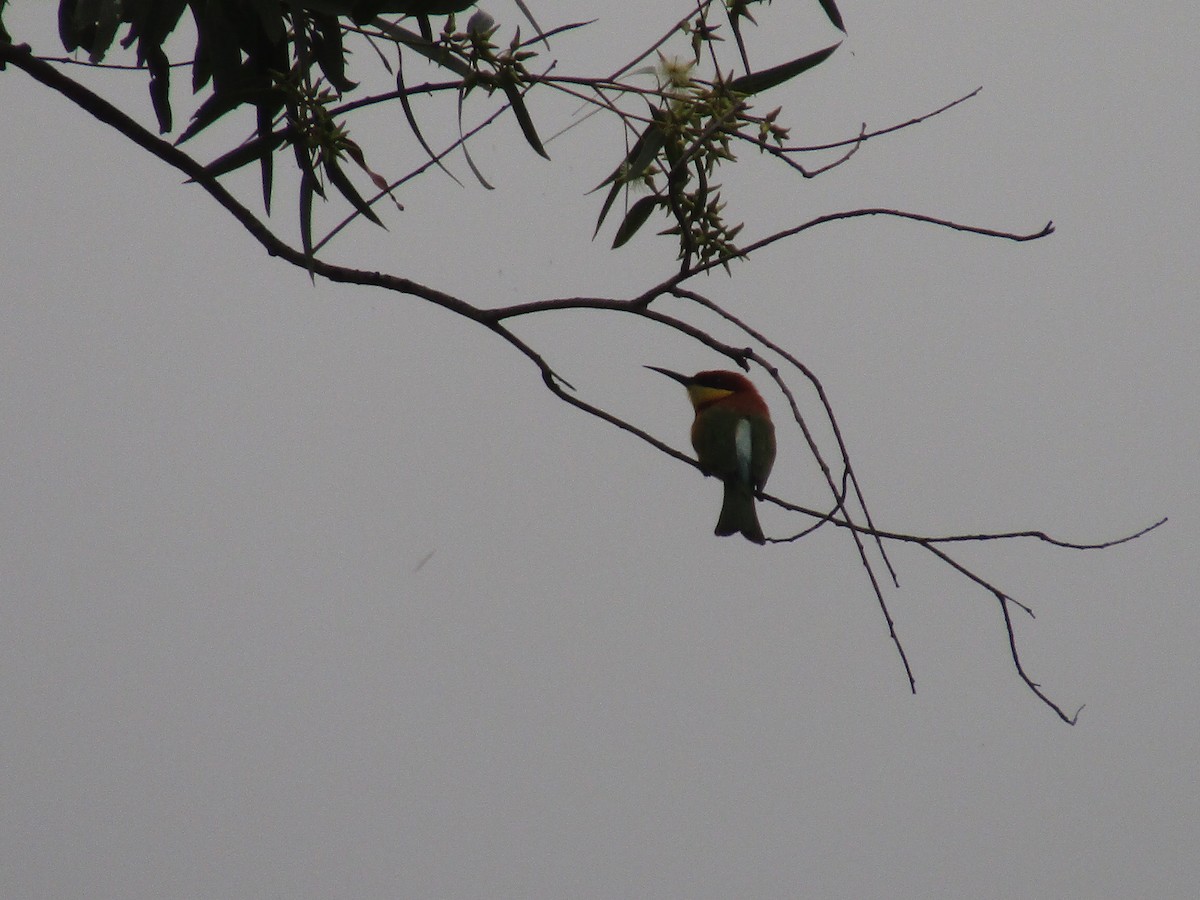 Chestnut-headed Bee-eater - ML286545001