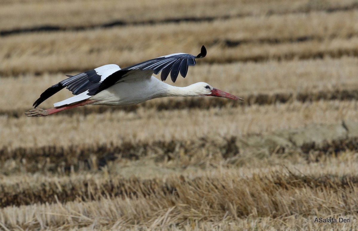 White Stork - ML286545581