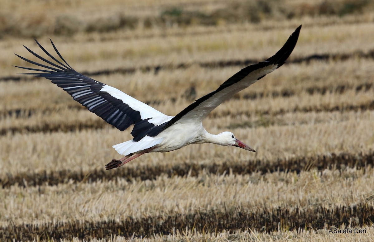 White Stork - ML286545601