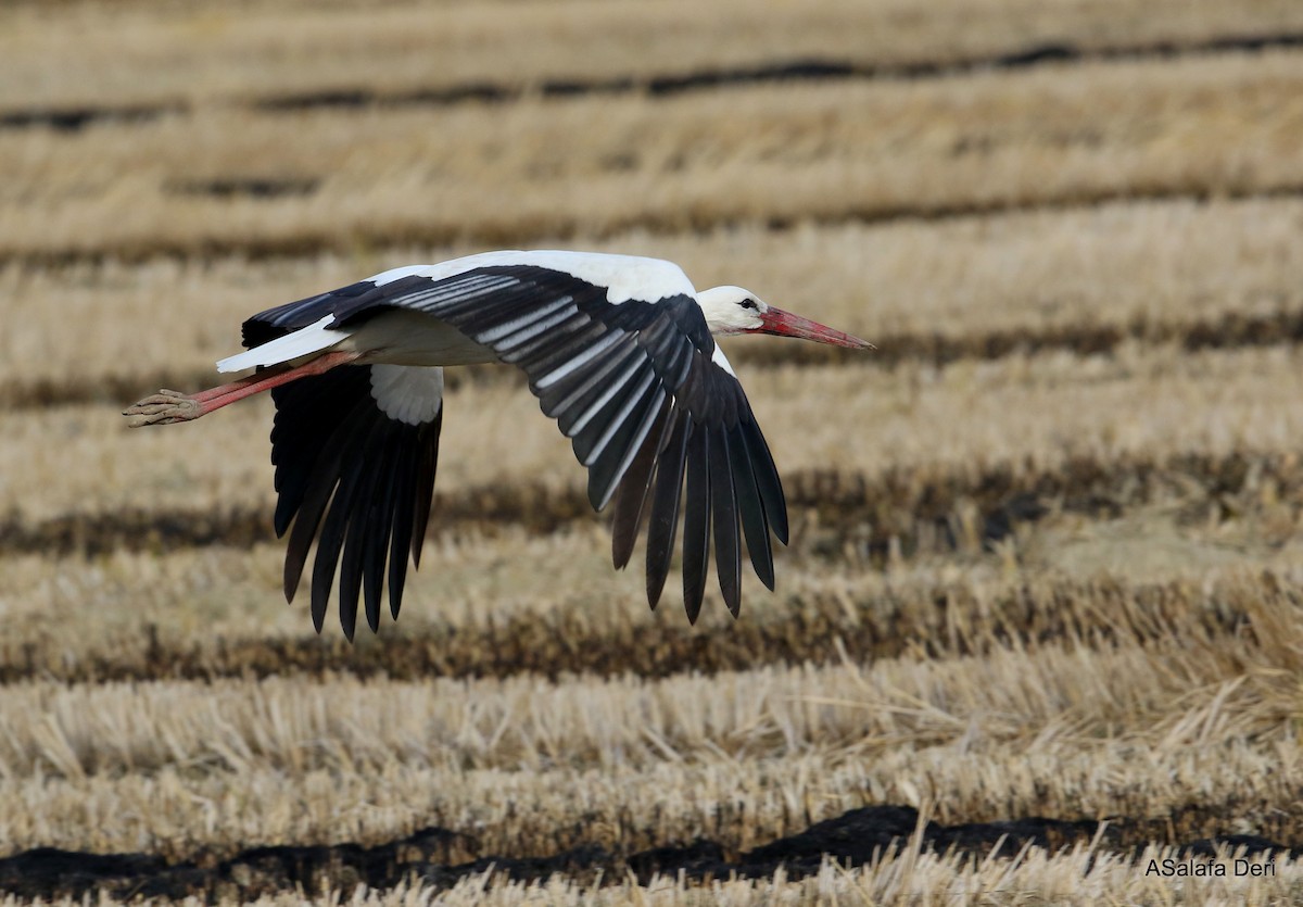 White Stork - ML286545621