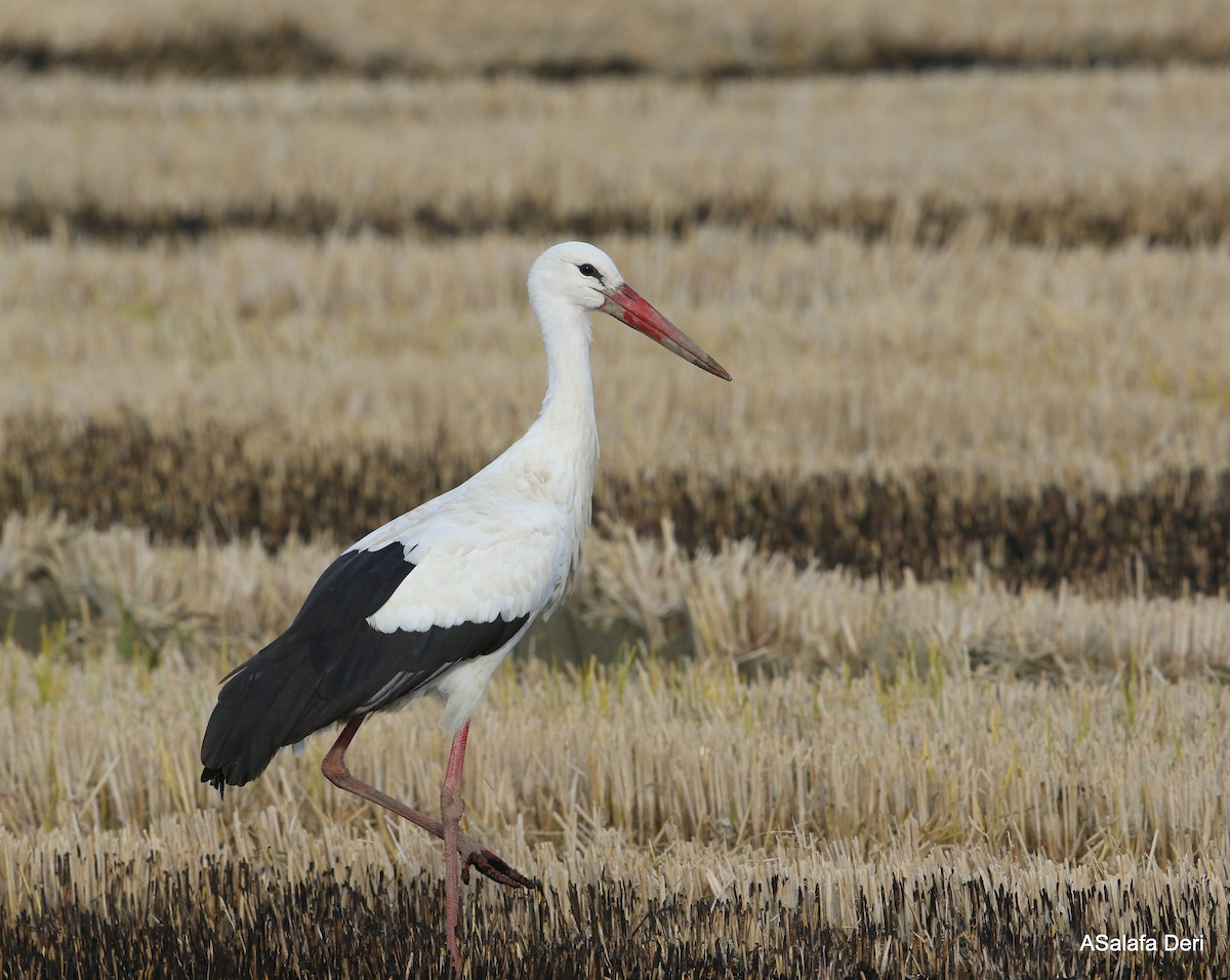 White Stork - ML286545641