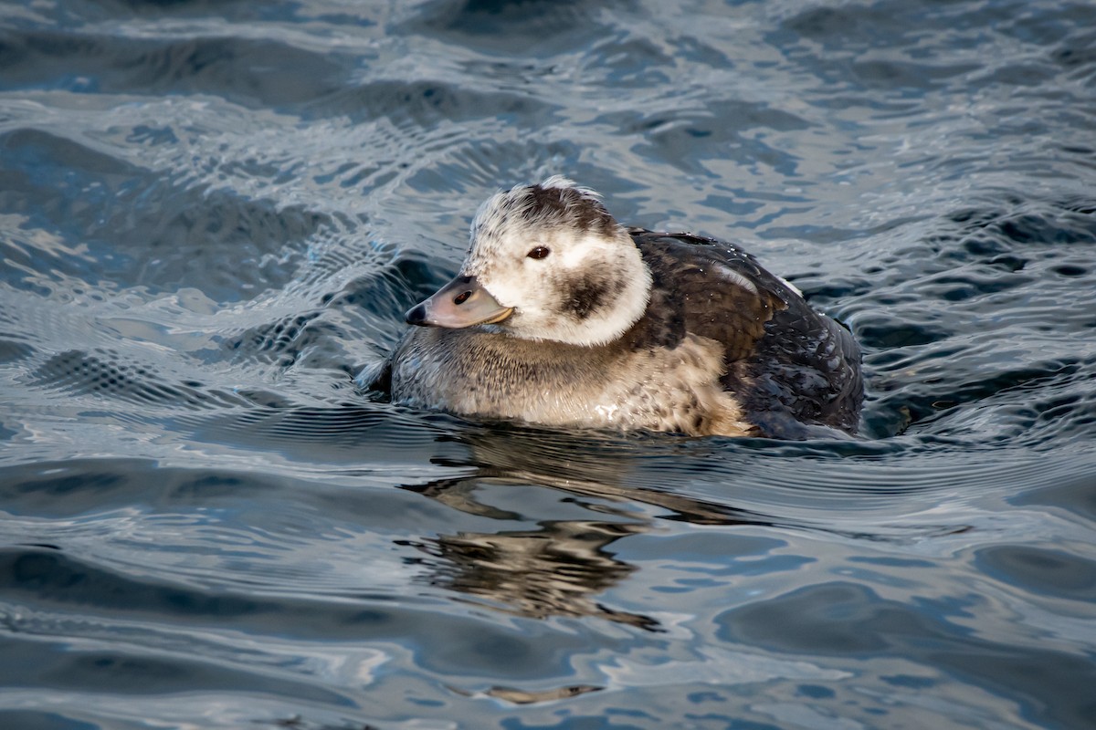 Long-tailed Duck - Willie McHale