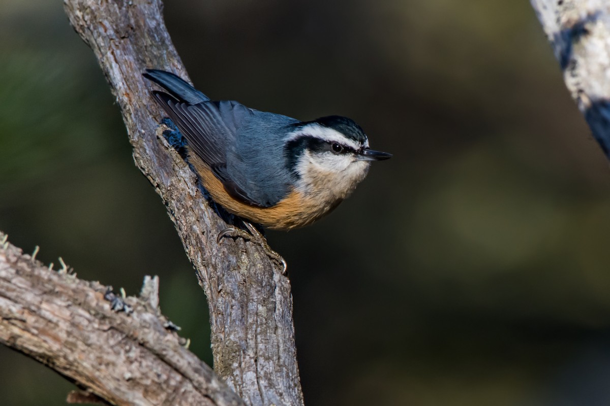 Red-breasted Nuthatch - ML286550561