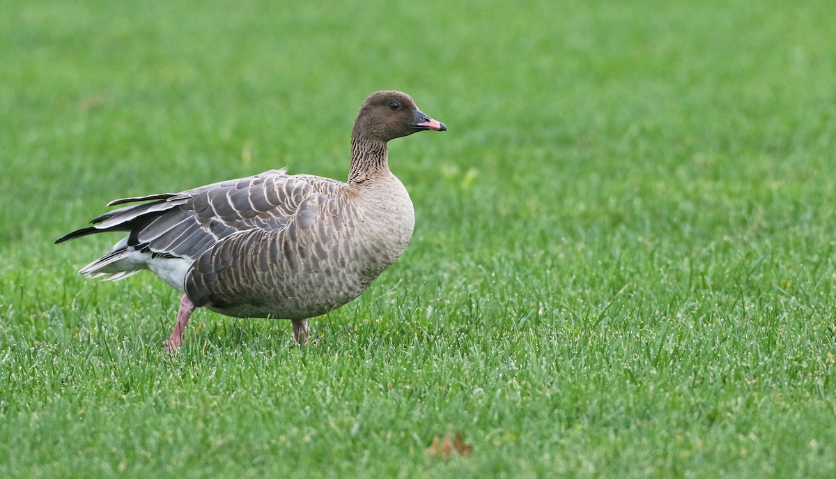 Pink-footed Goose - ML286550581