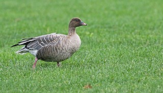 Pink-footed Goose, ML286550581