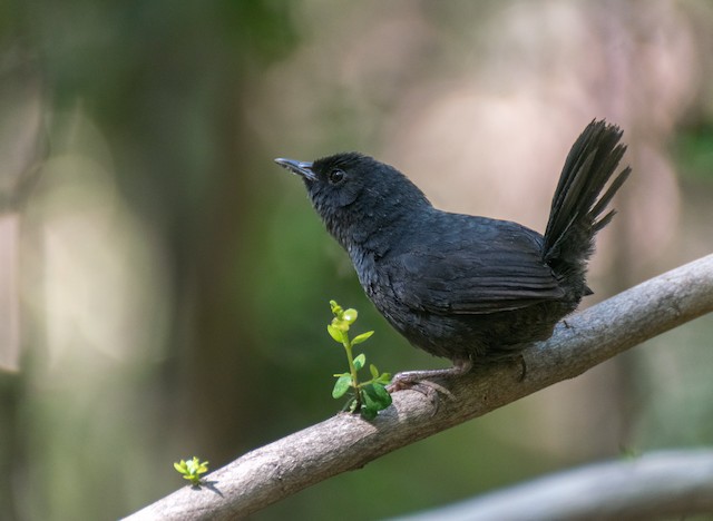 Possible confusion species: Dusky Tapaculo (<em class="SciName notranslate">Scytalopus fuscus</em>). - Dusky Tapaculo - 