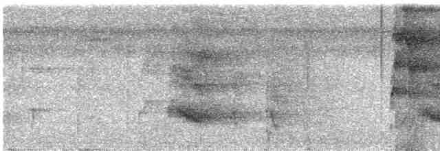 Channel-billed Toucan - ML286556