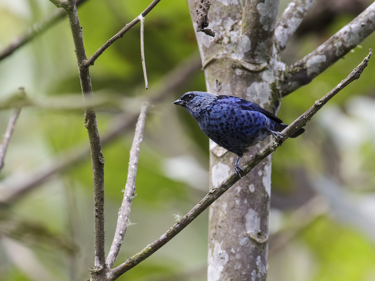 Blue-and-black Tanager - ML286557631
