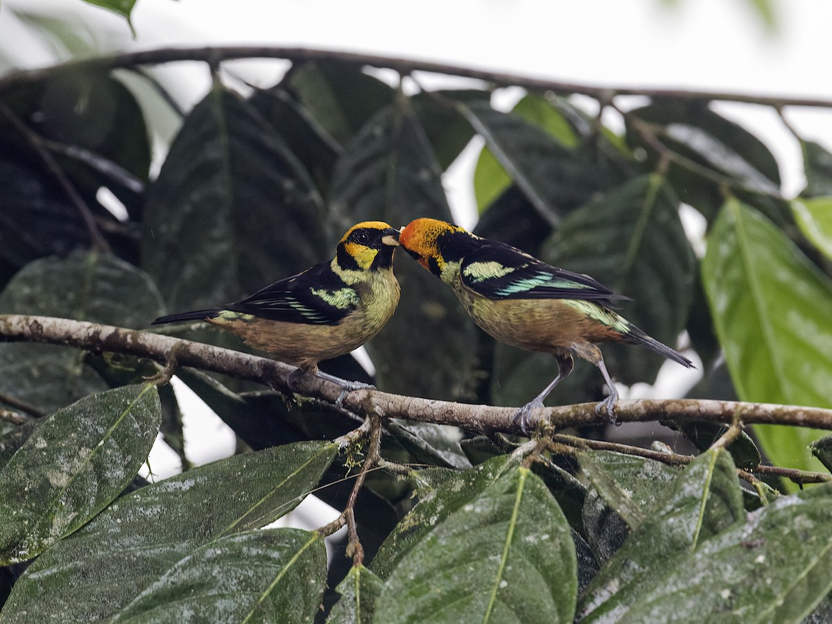 Flame-faced Tanager (Yellow-faced) - Nick Athanas