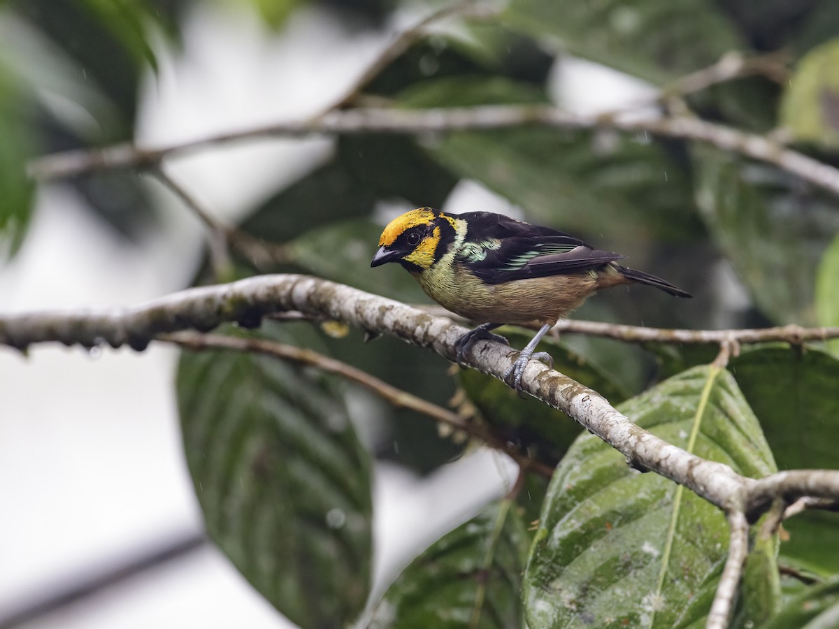 Flame-faced Tanager (Yellow-faced) - ML286558171