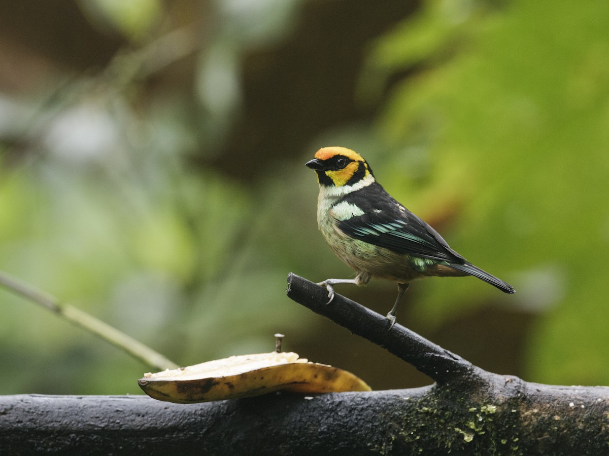 Flame-faced Tanager (Yellow-faced) - ML286558181