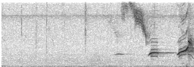 Crested Bobwhite (Crested) - ML286562