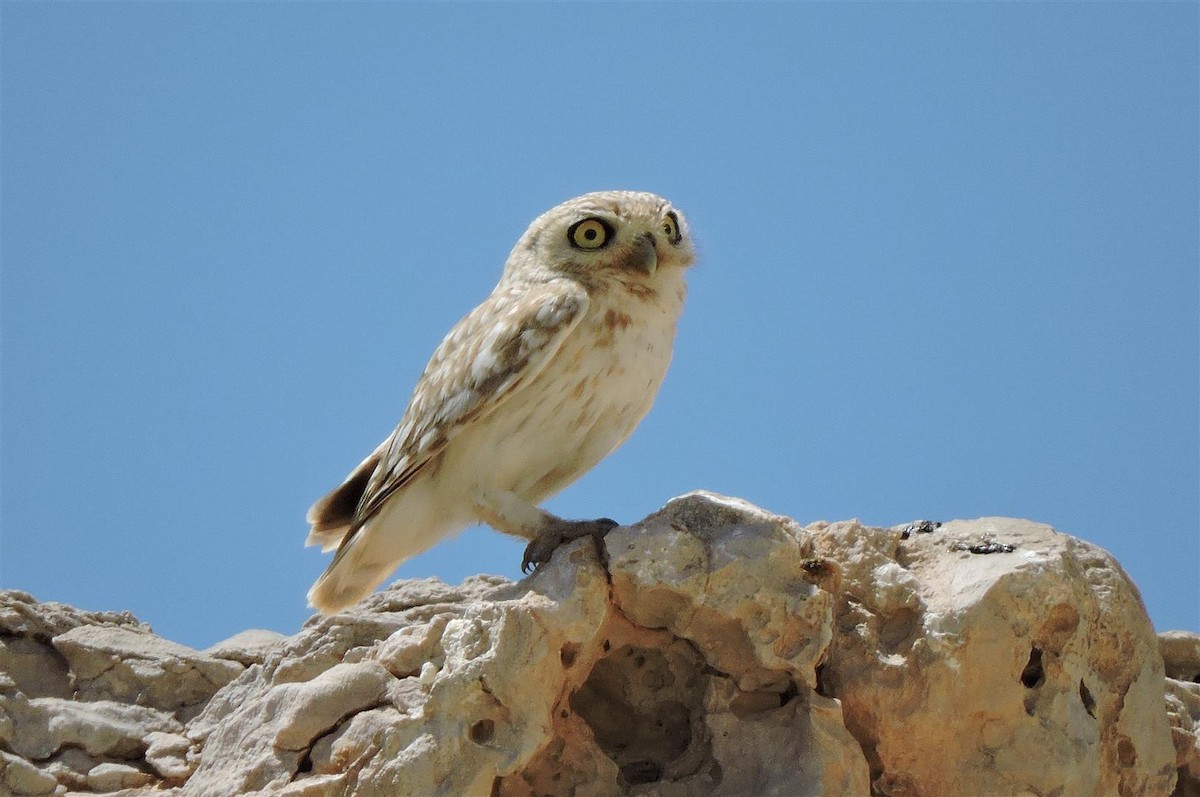 Little Owl (Lilith) - Robert Tovey