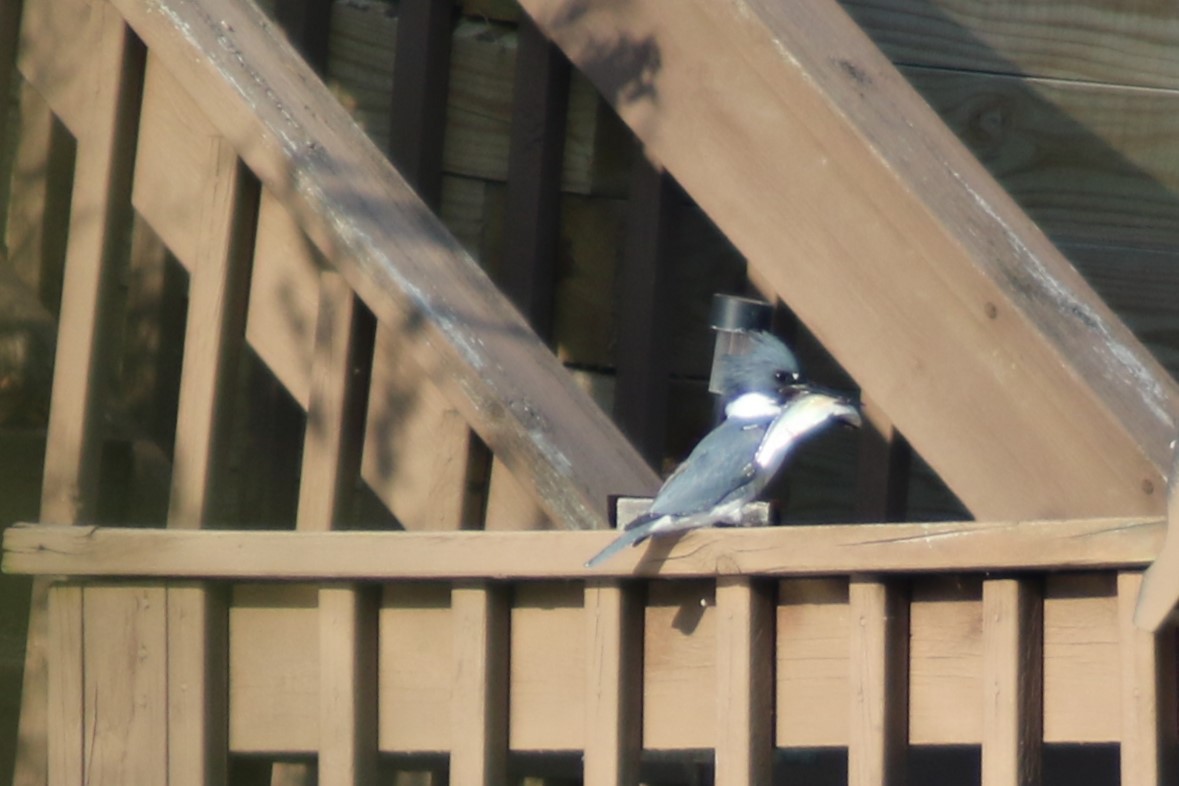Belted Kingfisher - ML286564701
