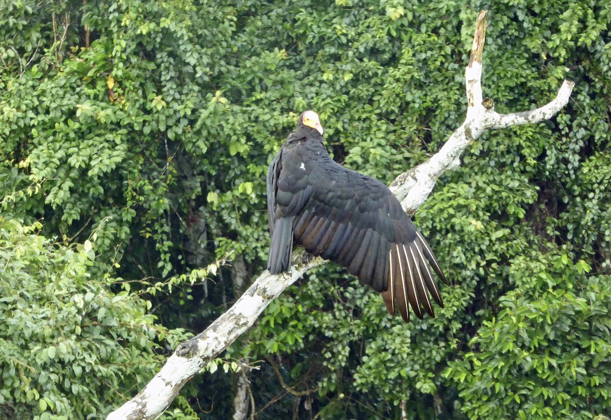 Greater Yellow-headed Vulture - ML286571221