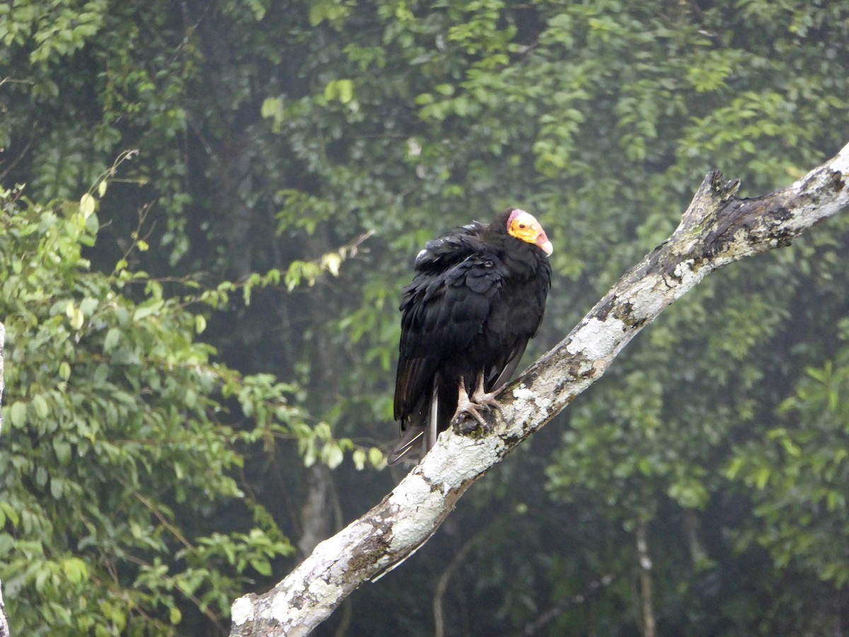 Greater Yellow-headed Vulture - ML286571231