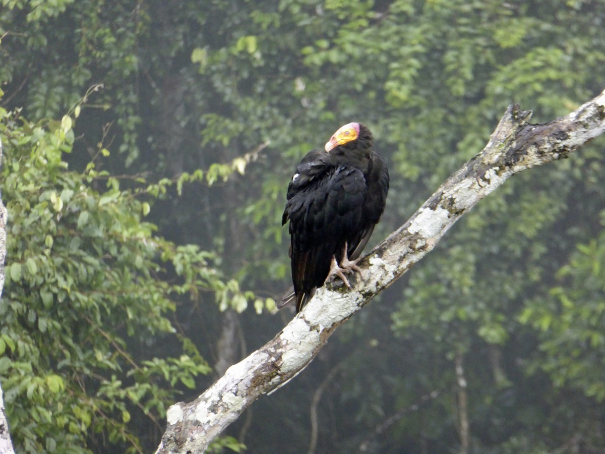 Greater Yellow-headed Vulture - ML286571261