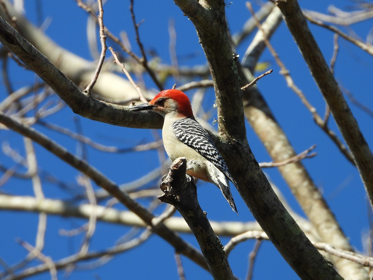 Red-bellied Woodpecker - Michael Musumeche