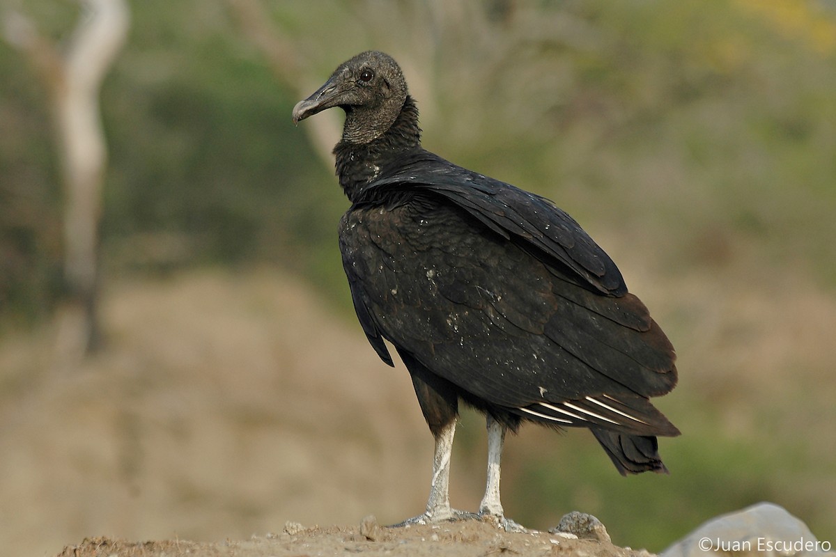 Black Vulture - ML286572191