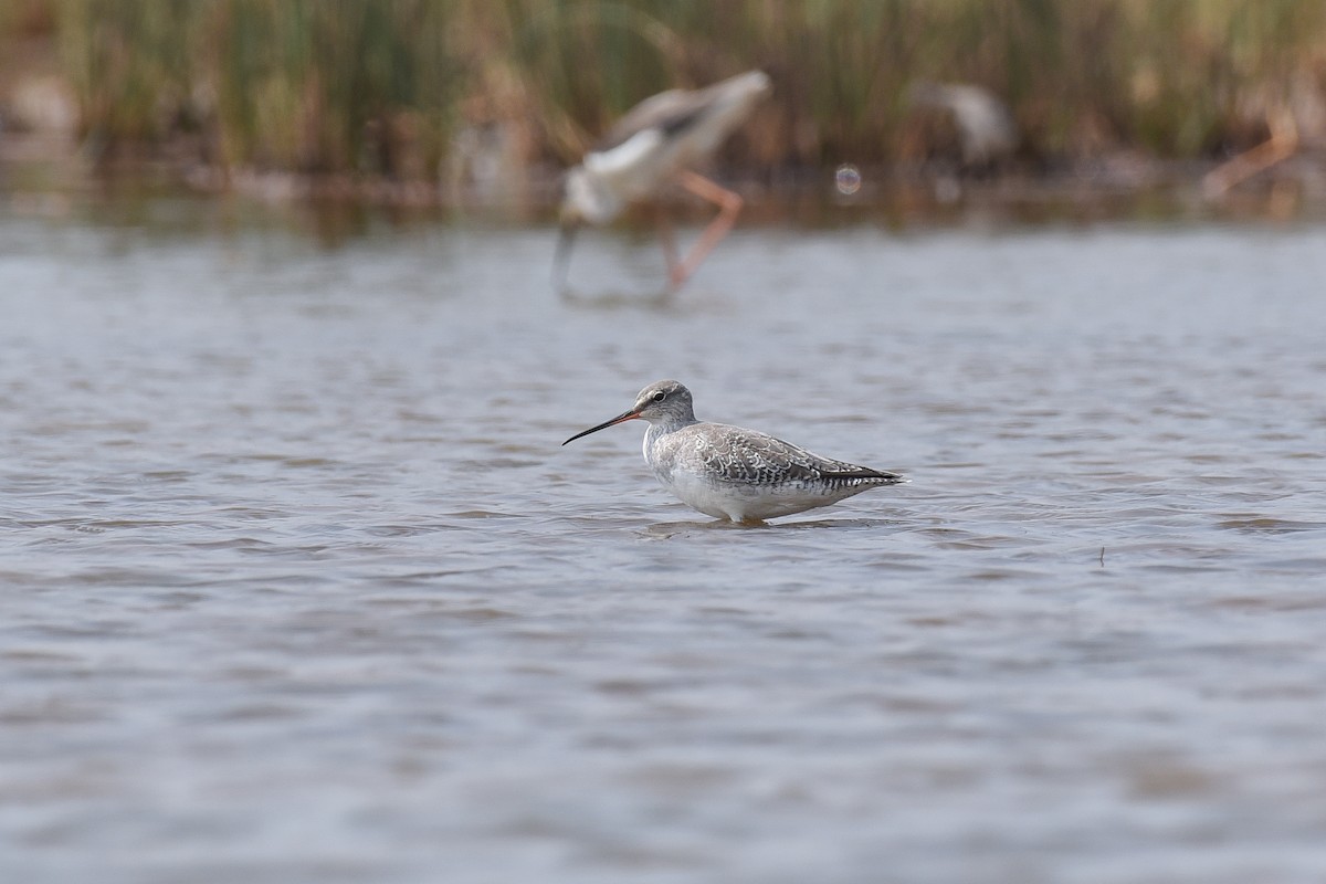 Spotted Redshank - ML286574811