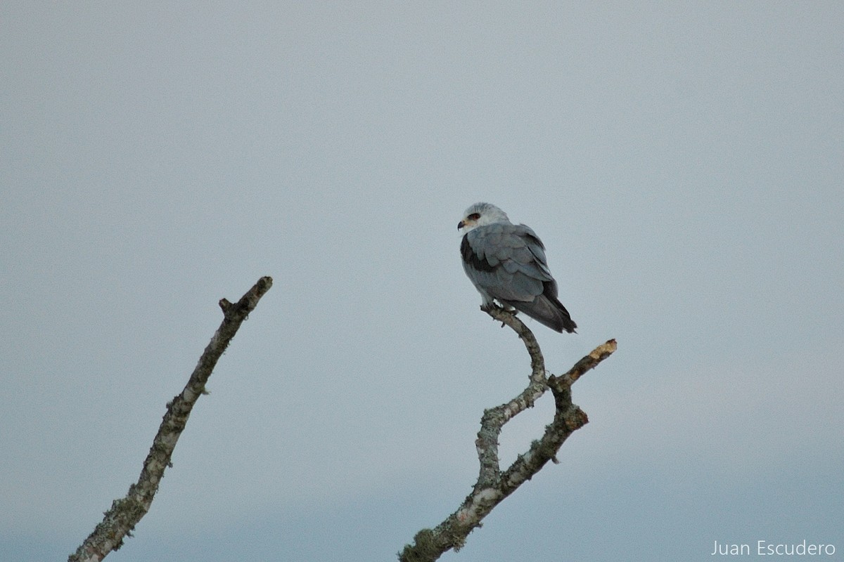 White-tailed Kite - Juan Escudero